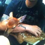 Duke of Metal or Deer Whisperer?